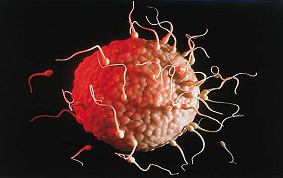 CONTRACEPTION
